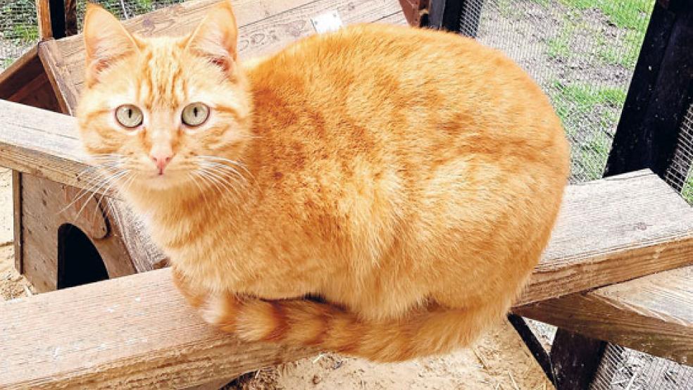 Kater »Piet« wartet im Tierheim in Stapelmoor auf ein neues Zuhause. © Foto: Tierschutz Rheiderland