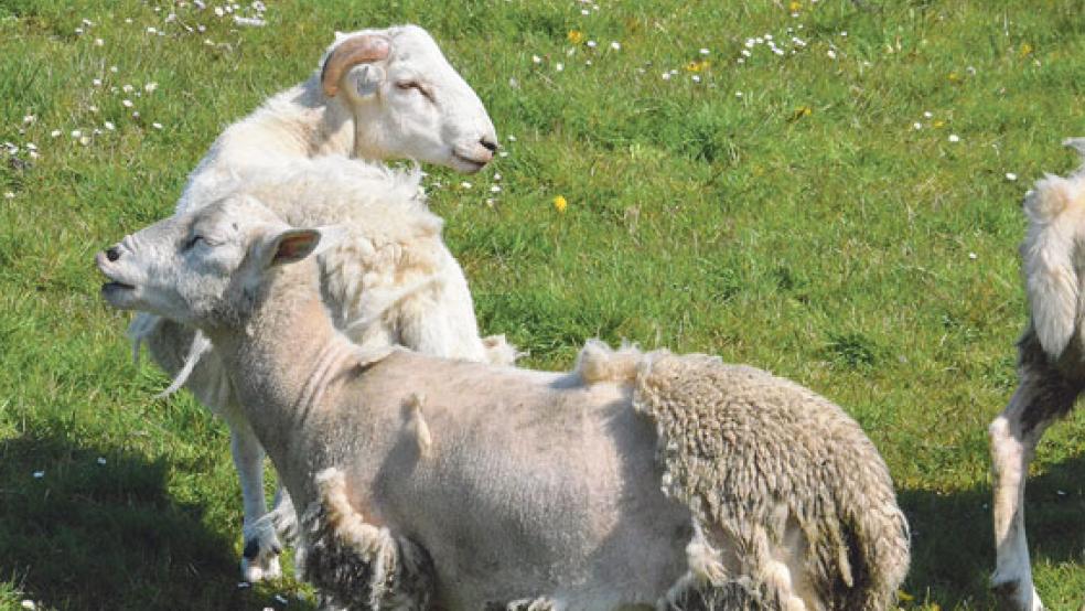 Auf den ersten Blick sieht es etwas befremdlich aus: 50 Prozent »Nolana«-Schaf stecken in diesen Tieren, die gerade ihre Wolle verlieren.  © Fotos: Muising
