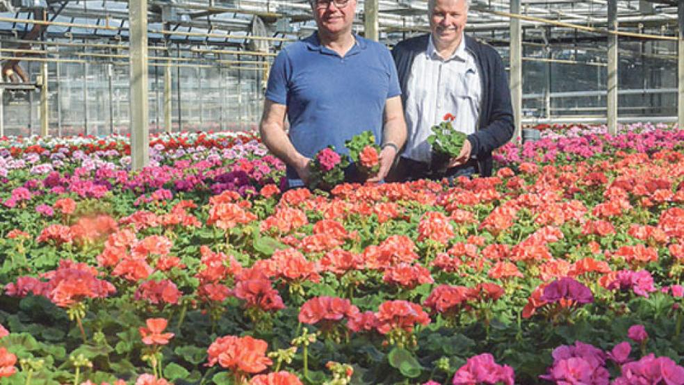 Noch blüht hier alles in unterschiedlichen Rot-Tönen. Schon bald werden bei Gerd und Frank Silze (rechts) jedoch bereits die ersten Weihnachtssterne einziehen. © Foto: Muising