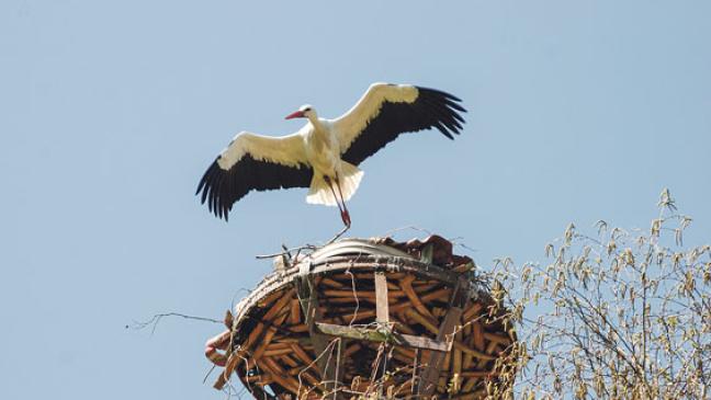Neues Leben im alten Nest
