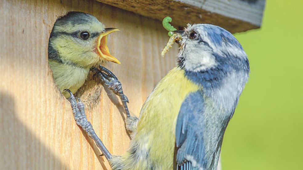 Aktuelle Zwischenstände sind ab dem ersten Zähltag auf www.stundedergartenvoegel.de abrufbar und können mit vergangenen Jahren verglichen werden. © Foto: Priemer (/NABU)