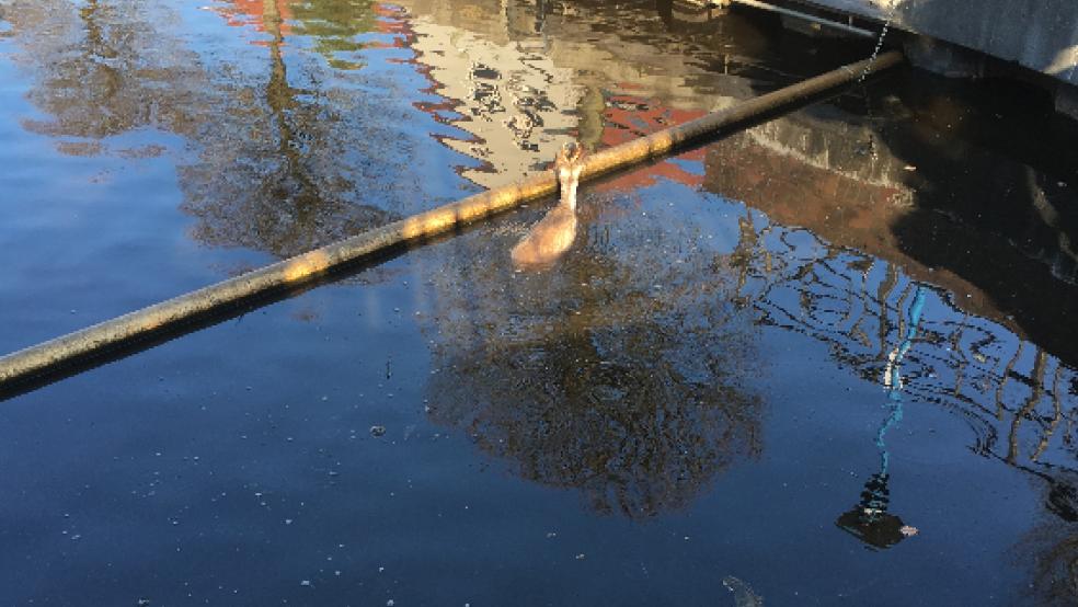Die Feuerwehr hat heute in Aurich einen Rehbock aus dem Hafen gerettet.  © Feuerwehr Aurich