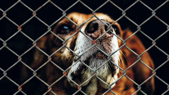 Im Einsatz für das Tierwohl