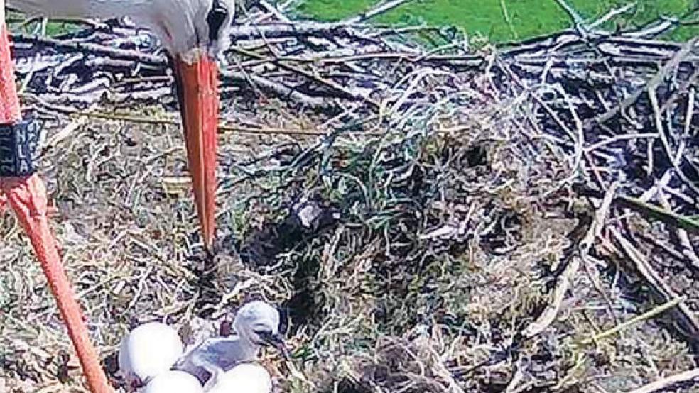 Frisch geschlüpft: An Ostermontag kam das erste Storchen-Baby in Vellage zur Welt. © Foto: privat