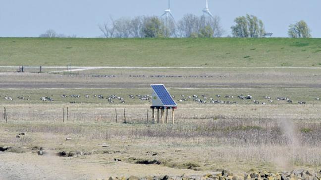 Elektrozaun für den Brutvogelschutz