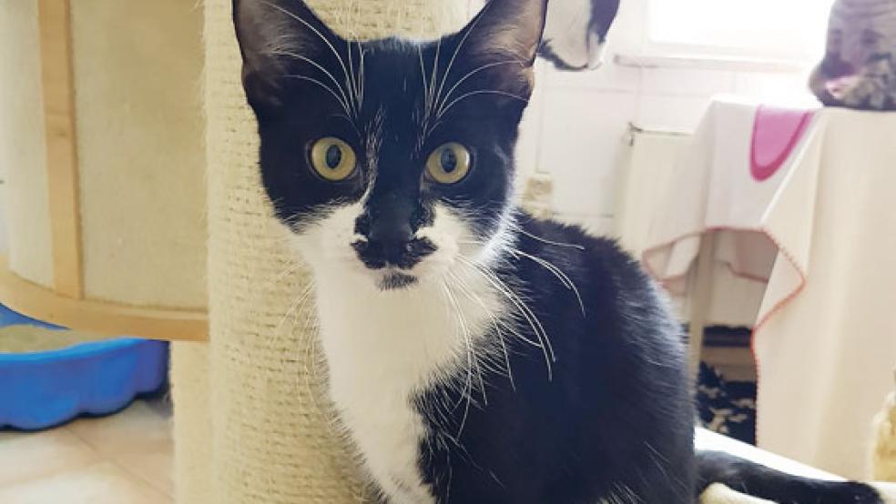  © Foto: Tierschutz Rheiderland