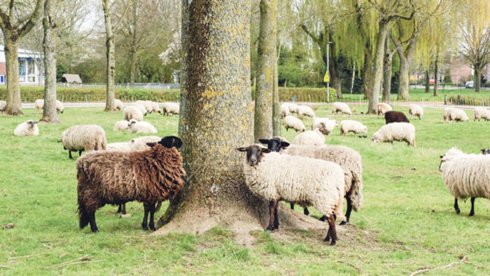 Schafe statt Motormäher halten in der Gemeinde Oldambt das Gras der öffentlichen Grün­flächen kurz; das Foto zeigt eine vor vier Herden im Südpark von Winschoten. © Foto: privat