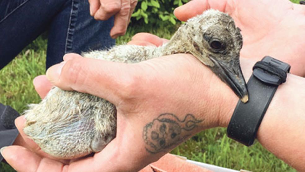 Erschöpft ruht das kleine Storchenbaby in der Hand von Yvonne Gosseling. Der Jungvogel wurde mit einer Hubbühne aus dem Nest in Vellage geholt. © Fotos: Hanken