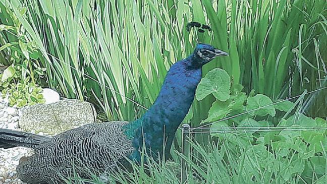 Vier Pfauen in Halte  in einem Garten
