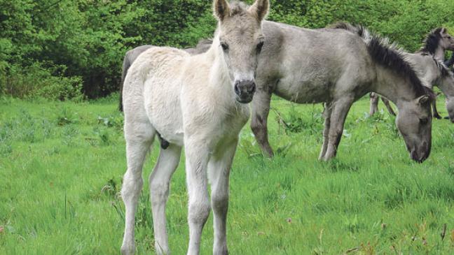 Viele Neuzugänge im Hessepark