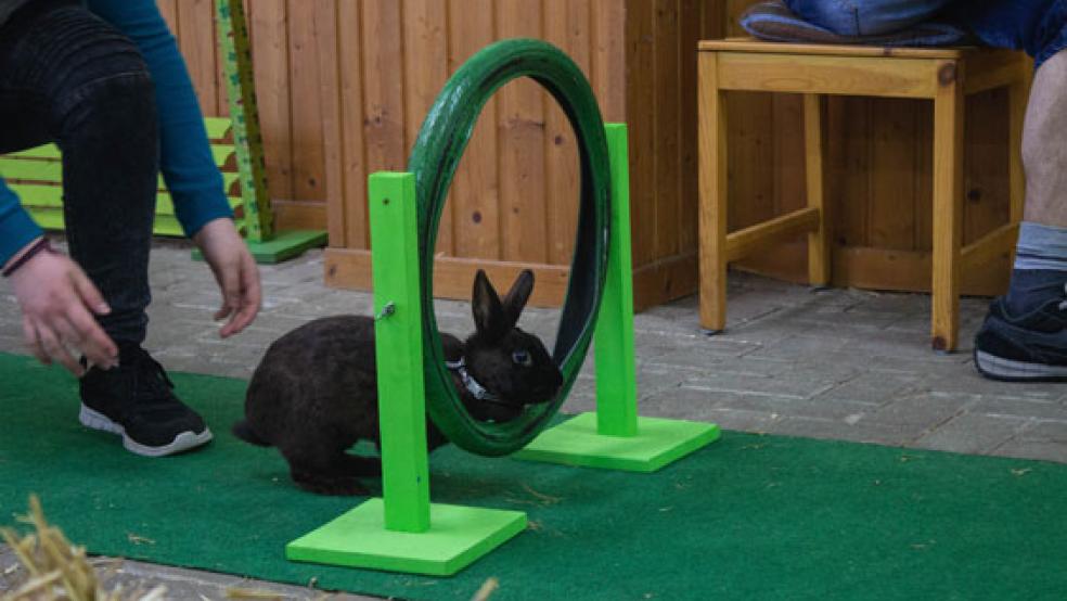 Zum zweiten Mal findet in diesem Jahr in Weener ein Kaninhop-Turnier statt. © Foto: Ostendorp