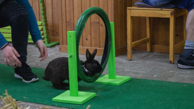 60 Kaninchen sind »auf dem Sprung«