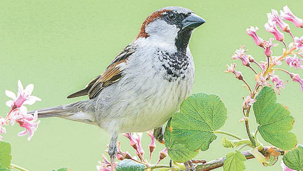 Der Haussperling belegt einen Spitzenpatz bei den Zählungen bei der »Stunde der Gartenvögel«. © Foto: van Kammen