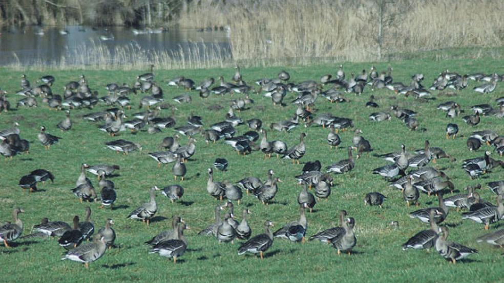 Nonnengänse in Ferstenborgum: Eine Kommission begutachtet derzeit gemeldete landwirtschaftliche Flächen, um Ertragsverluste durch Fraß und Verkotung einzuschätzen. © Foto: Szyska