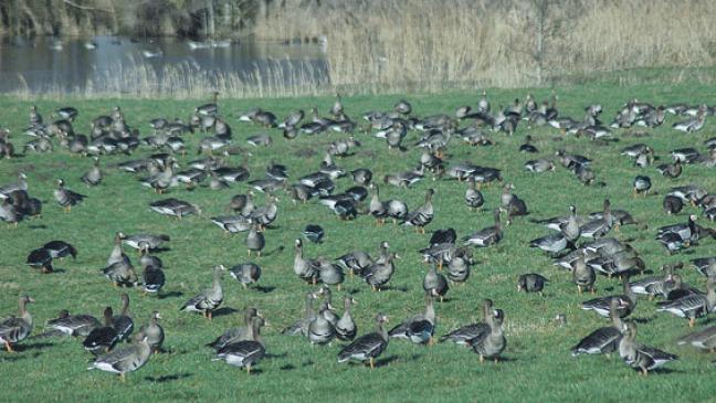 Nicht alle Betroffenen sind Nutznießer