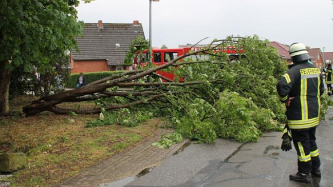 Dicker Ast bricht bei Wind ab