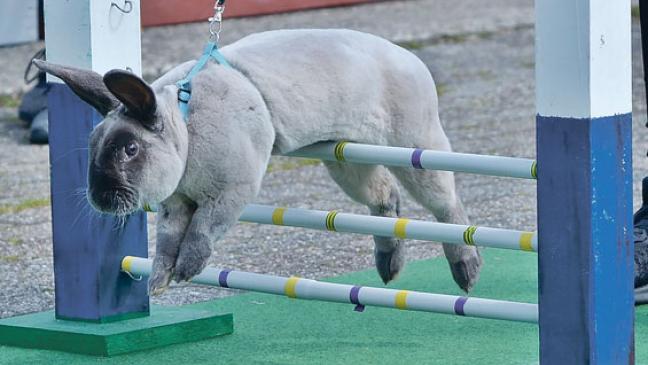 Beim ersten Turnier holt Kaninchen aus Weener den Heimsieg