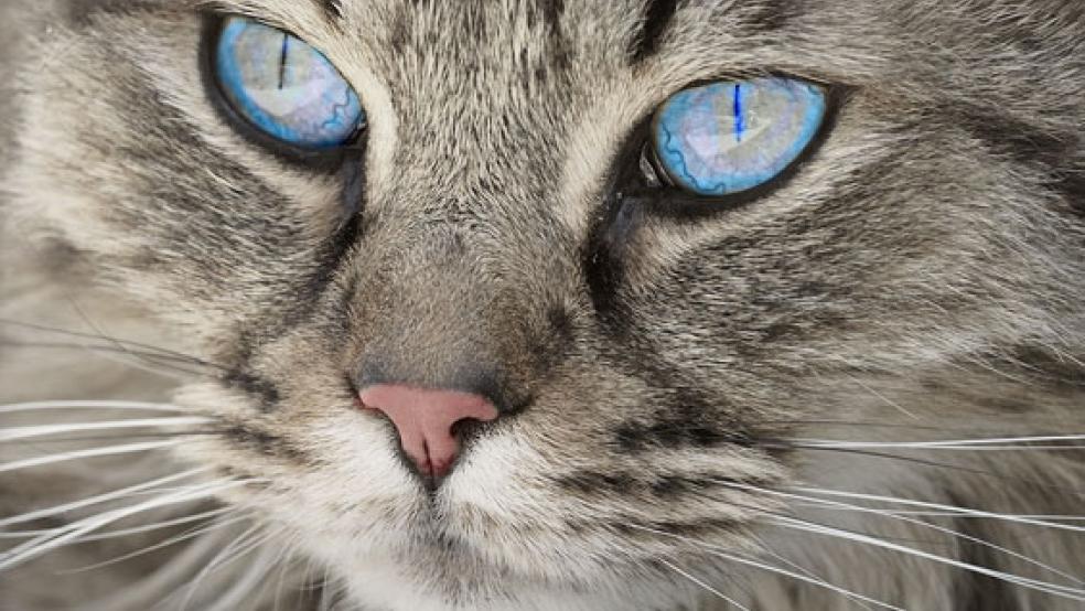 Der Landkreis Leer appelliert an Katzenhalter, ihre Tiere kastrieren und kennzeichnen zu lassen. © Foto: Pixabay