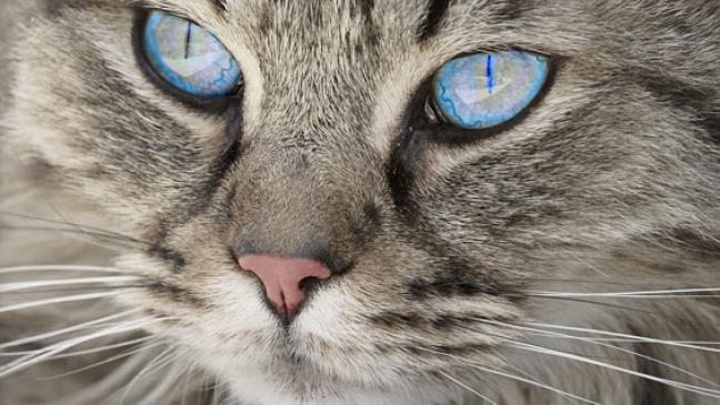 Landkreis pocht auf  Kastrationspflicht