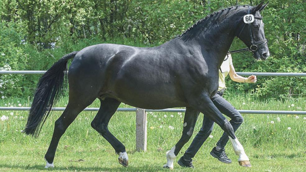 Holger van Vlyten aus Nendorp hielt als letzter ostfriesischer Züchter die schöne Tradition aufrecht, eine Familie - also eine Mutter mit ihren beiden Töchtern - auf der Zentralen Stutenschau vorzustellen. Auf dem Foto ist die 14-jährige Mutterstute von »Don Frederico« zu sehen. © Foto: Gleich