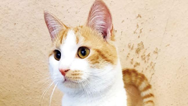 Wer will Berti aufnehmen?