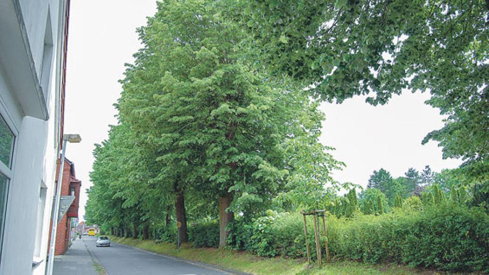 Die Kirchhofstraße hinter dem Gelände des Combi-Marktes wird ab heute für 14 Tage wegen Baumschnittarbeiten gesperrt. © Foto: Hoegen