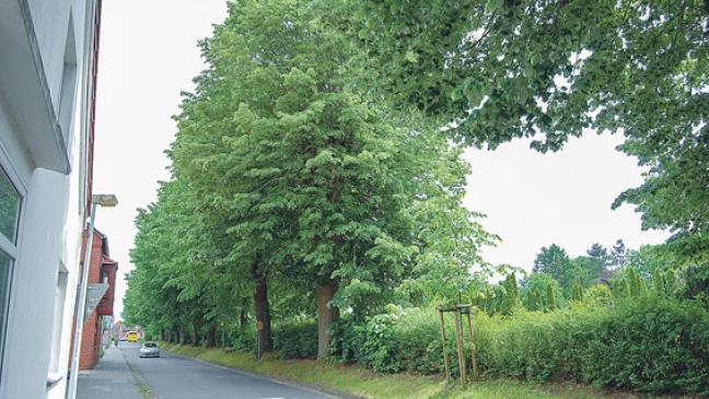 27 Linden werden jetzt beschnitten