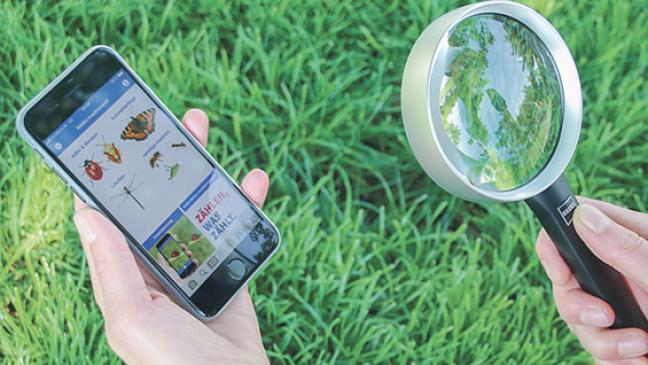 »Insektensommer«: Sechsbeiner zählen