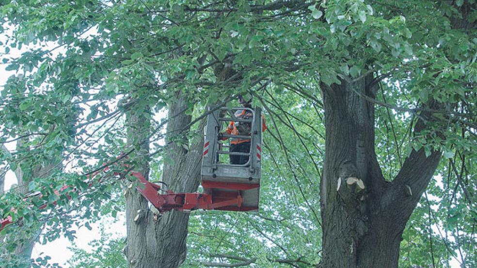 Die Baumschnittarbeiten im vorderen Bereich des Friedhofes wurden am Mittwoch abgeschlossen. © Foto: Hoegen