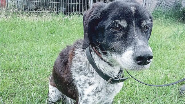 Herzensbrecher sucht neues Heim