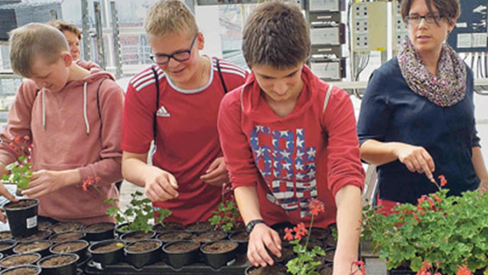 Schüler der Pestalozzischule aus Weener lernten bei der Firma Silze in Halte auf praktische Weise die Gärtnerausbildung mit der Fachrichtung Zierpflanzen kennen. © Foto: Emsachse