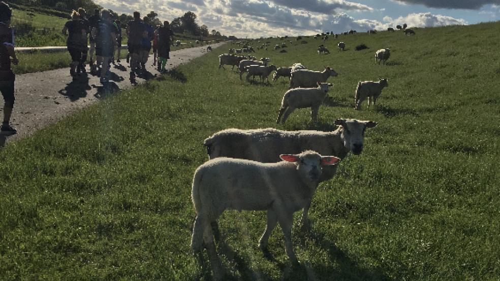 Zahlreiche Schafe verweilten auf dem Deich, während die Läufer und Walker die Strecke absolvierten. © Nitters