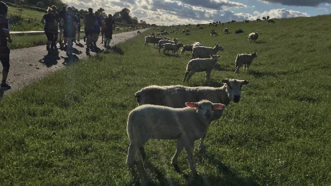 Hindernislauf am Jemgumer Deich