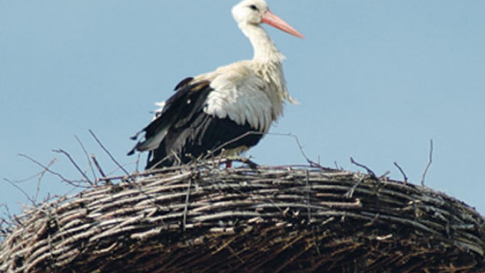 Im Nest auf dem Bauernhof von Christina und Heinz Peter Halfwassen in Bingumgaste wartete ein Weißstorch am Samstagnachmittag auf seinen Partner, der für zwei geschlüpfte Küken nach Futter suchte. © Foto: Szyska