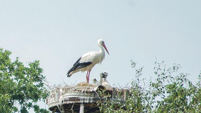 Dreifacher Storchennachwuchs in Diele