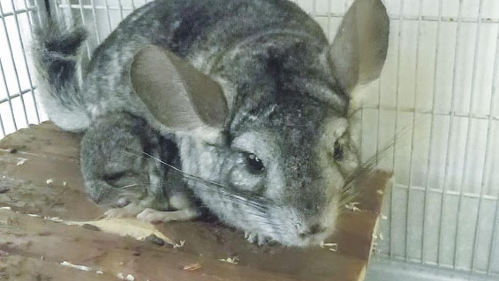 Zwei getrennte Chinchilla-Paare warten im Tierheim in Stapelmoor auf ein neues Zuhause. © Foto: Tierschutz