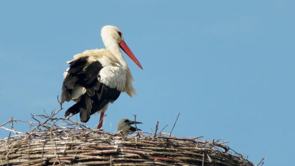Neugierig erkunden die zwei Storchenbabys aus Bingumgaste über den Nestrand die Umgebung. © Foto: Gosseling