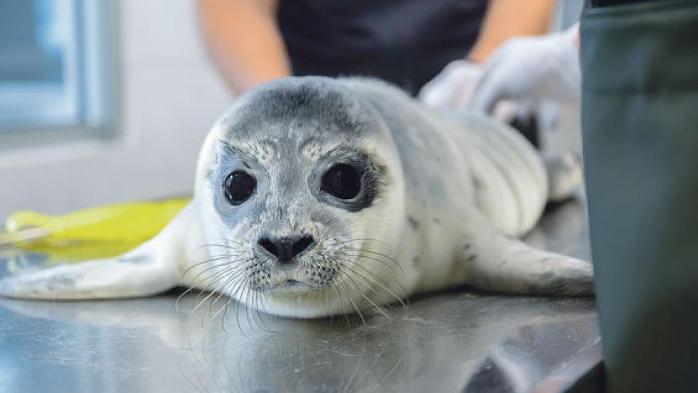 »Freya« wurde ohne seine Mutter am Strand von Borkum gefunden. © Foto: Seehundstation Norddeich