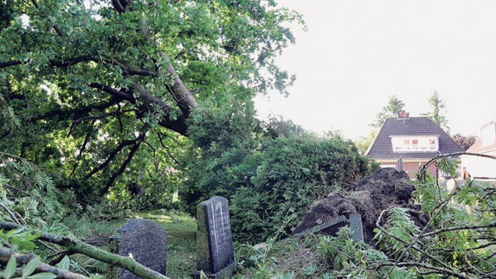 Eine etwa 15 bis 20 Meter hohe Eiche auf dem Friedhof der reformierten Kirche wurde entwurzelt und begrub mehrere Grabsteine unter sich.  © Boelmann