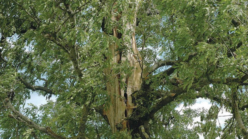 Dieser Baum am Emsdeich in Soltborg ist wohl nicht mehr zu retten. Nach einem Blitzeinschlag in der Nacht auf den 5. Juni zieht sich ein Längsriss durch den »nackten« Stamm. Die Rinde platzte großflächig ab und flog meterweit umher. © Foto: Szyska