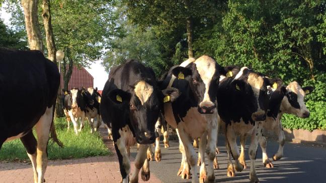 Rinder im Schweinsgalopp durch Weener