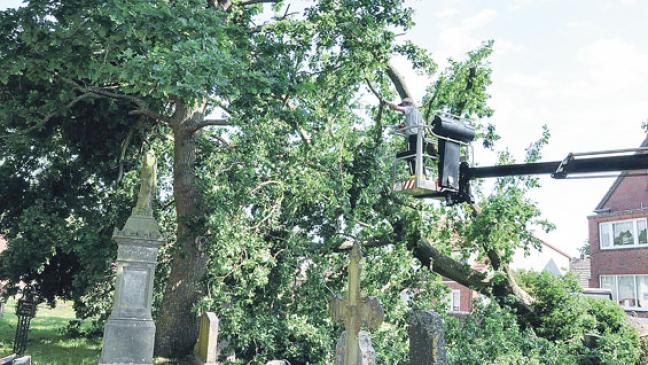 Große Eiche auf Bunder Friedhof wird gefällt