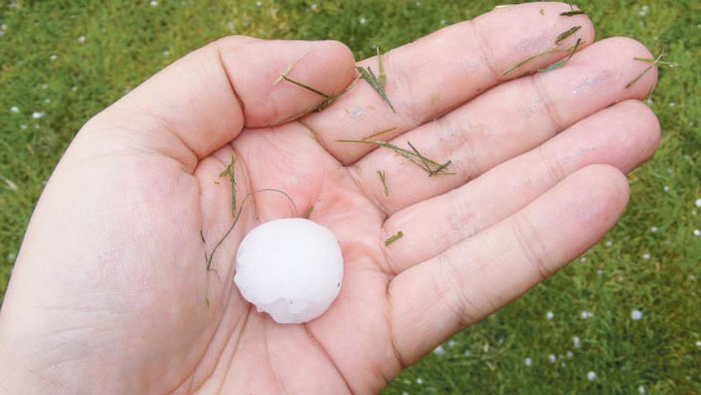 Die Hagelkörner, die gegen 12.45 Uhr in Bingum vom Himmel fielen, waren groß wie Pfirsichkerne. © Foto: Szyska