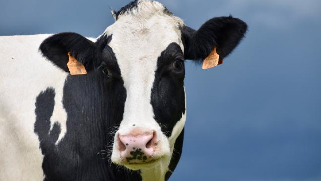 Kühe verschwinden spurlos von Weide