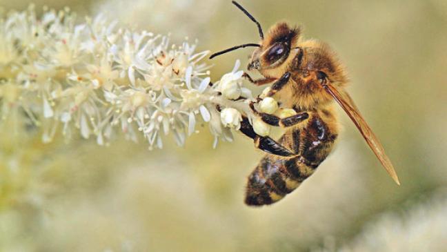 Warum braucht man noch Bienen?