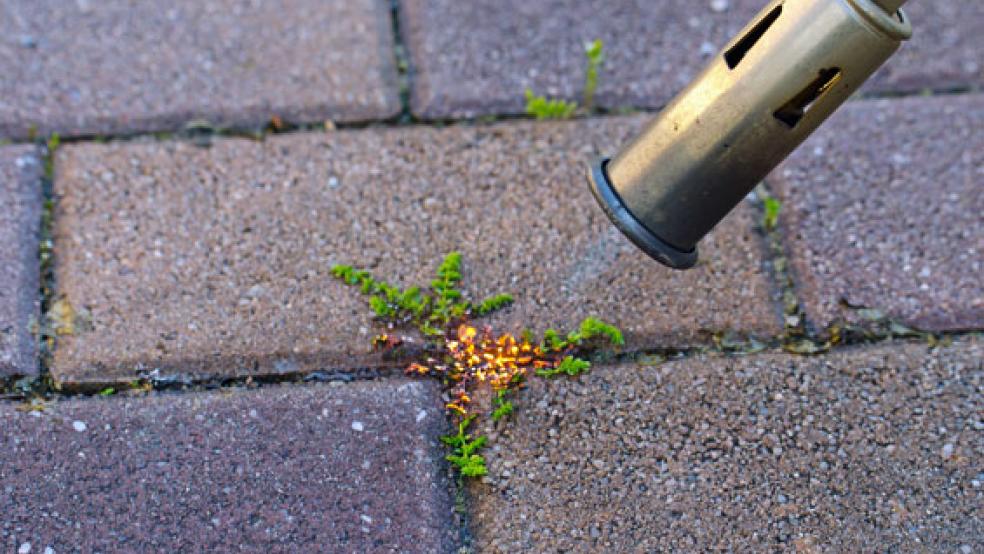 Die Feuerwehr muss immer wieder Heckenbrände löschen, die durch Gasbrenner ausgelöst werden. © Symbolfoto: DVFG