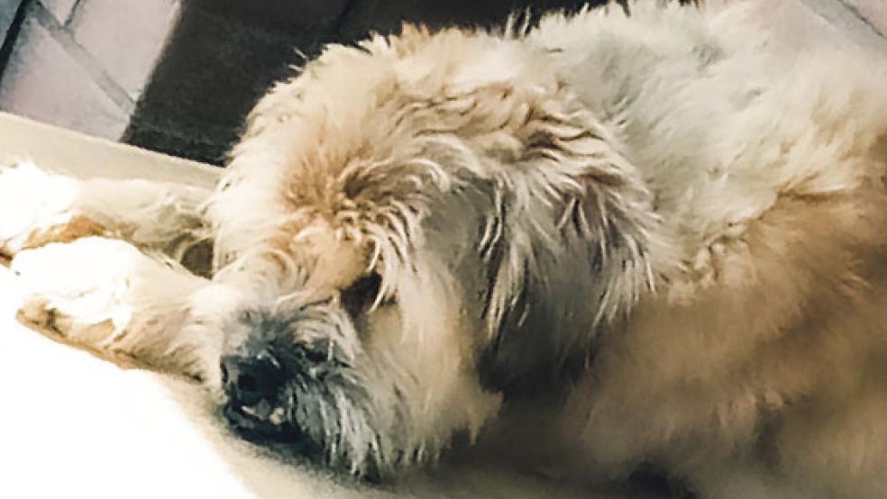 Terrier-Mischling Jackson sucht eine neue Familie. © Foto: privat