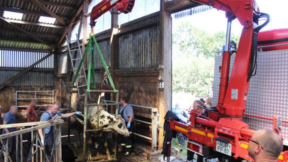 Mit einem Kran mussten die Tiere aus der Grube gehoben werden. © Foto: Feuerwehr Wiesmoor