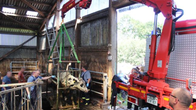 Fünf Kühe aus Güllekeller gerettet