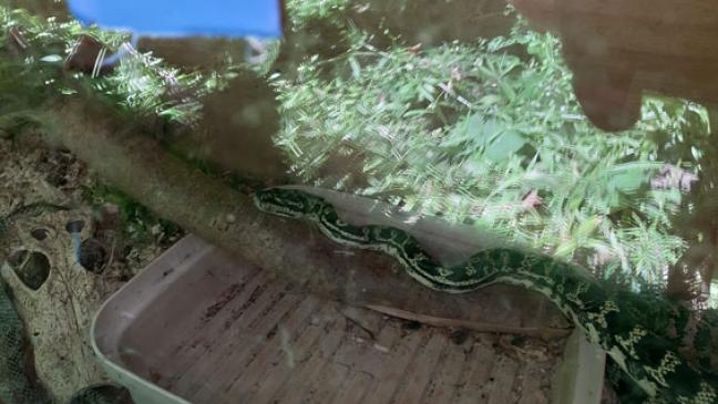 Kornnatter in Brinkum gefunden